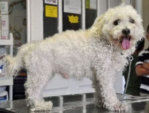 2011. augusztus 9-én találták az alábbi, középkorú szuka kutyát
